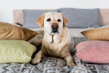 Labrador köpeği yastıkların arasında yumuşak yatağa uzanıp kameraya bakıyor.