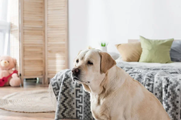 Perro Labrador Mirando Lejos Cerca Cama Borrosa Casa —  Fotos de Stock