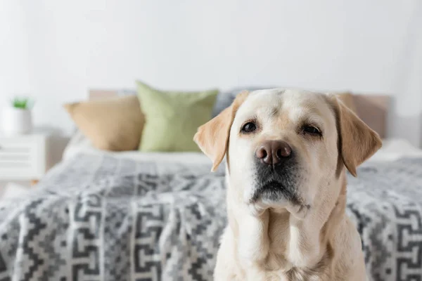 Labrador Pes Dívá Kameru Blízkosti Rozmazané Postele Doma — Stock fotografie