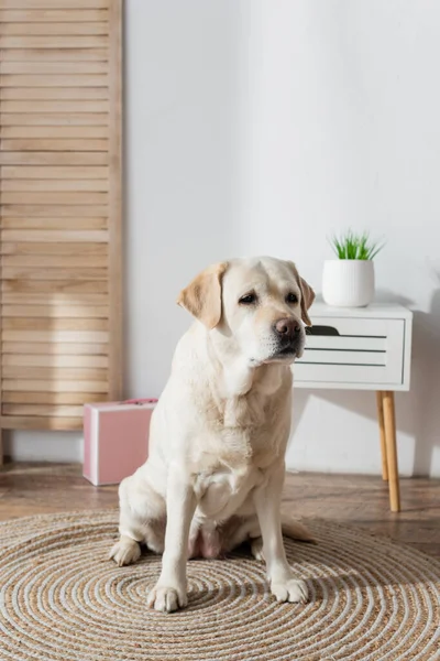 Labrador Hund Sitzt Hause Auf Bodenteppich — Stockfoto