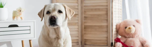 Labrador Perro Mirando Cámara Cerca Borrosa Osito Peluche Casa Pancarta —  Fotos de Stock