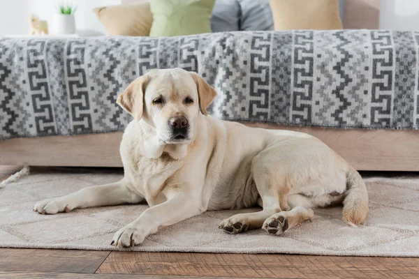 Labrador Cão Deitado Tapete Chão Perto Cama Casa — Fotografia de Stock