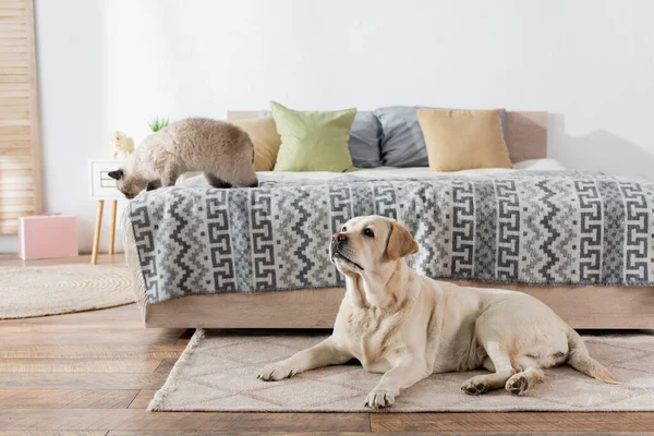 Labrador Deitado Tapete Chão Perto Gato Cama Macia — Fotografia de Stock