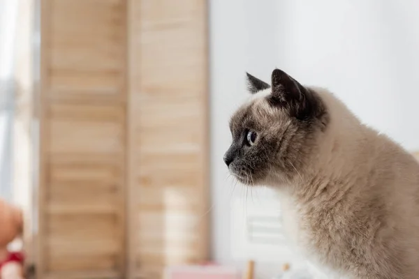 Gato Doméstico Olhando Para Longe Fundo Borrado Com Espaço Cópia — Fotografia de Stock