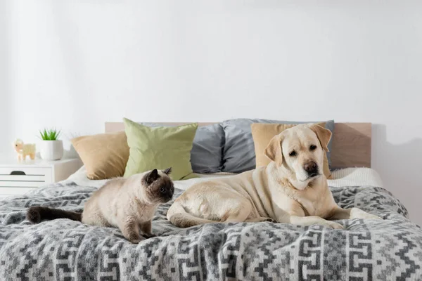 Hund Och Katt Liggande Mysig Säng Nära Suddiga Kuddar — Stockfoto