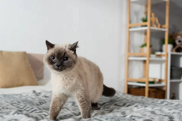 Kot Patrząc Kamerę Podczas Spaceru Łóżku Domu — Zdjęcie stockowe