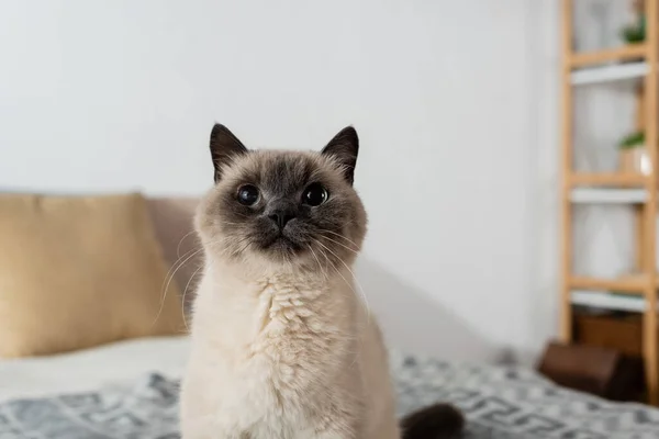 Hauskatze Sitzt Hause Auf Verschwommenem Hintergrund — Stockfoto