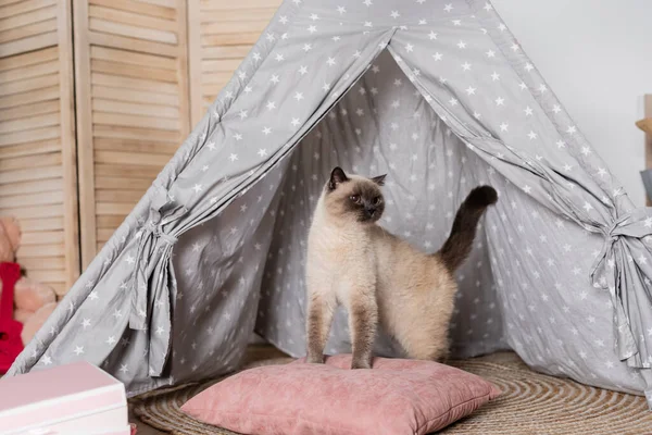 Cat Wigwam Standing Pillow Looking Away — Stock Photo, Image