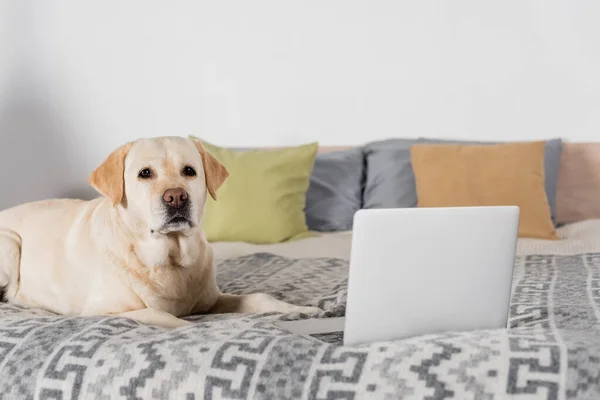 Cão Labrador Deitado Perto Laptop Cama Olhando Para Câmera — Fotografia de Stock