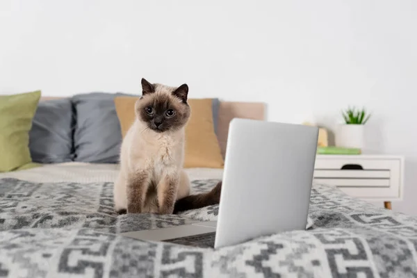 laptop and cat on soft bed near blurred pillows