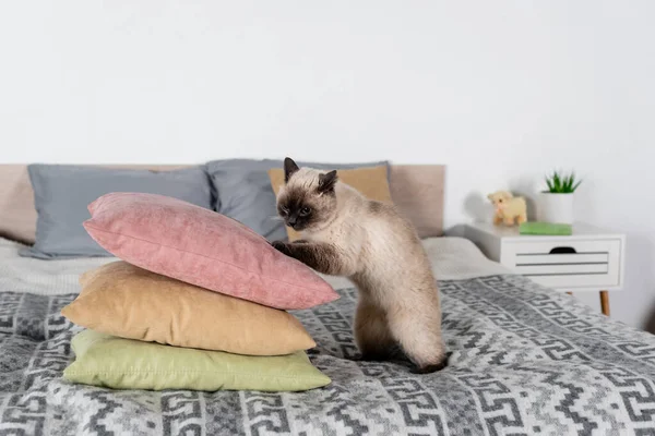 Harige Kat Buurt Stapel Zachte Kussens Slaapkamer — Stockfoto