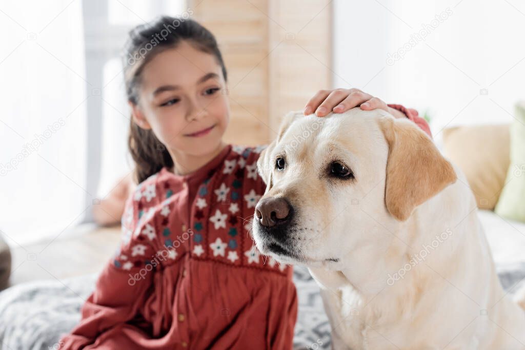 blurred girl smiling while petting labrador dog at home