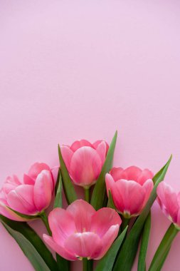 Pembede izole edilmiş parlak laleler.