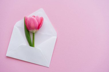 Beyaz zarf içinde çiçeklenen lale manzaralı pembe, anneler günü konsepti. 