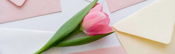 Draufsicht Auf Rosa Tulpe Auf Pastellfarbenem Umschlag Auf Weißem Banner — Stockfoto