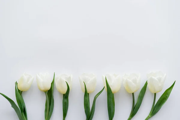 Vista Superior Fila Con Tulipanes Sobre Fondo Blanco — Foto de Stock