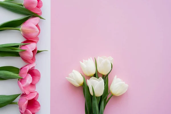 Beyaz Pembe Üzerinde Çiçek Açan Renkli Lalelerin Üst Görünümü — Stok fotoğraf