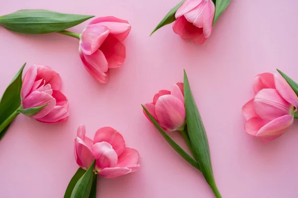 Draufsicht Auf Blühende Tulpen Mit Grünen Blättern Auf Rosa — Stockfoto