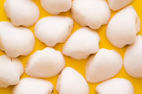 Draufsicht Auf Weiße Muscheln Auf Gelbem Hintergrund — Stockfoto
