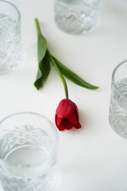 Kırmızı lale yüksek açılı ve yeşil yapraklı. Gözlüklerin yanında beyaz masa üstünde su var.