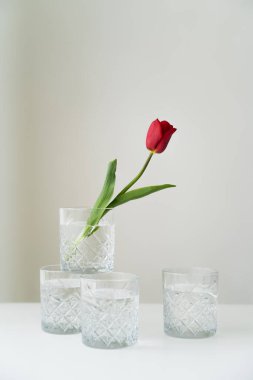 Saf su ile kristal bardaklar ve beyaz masa üstünde kırmızı lale ve gri arkaplan