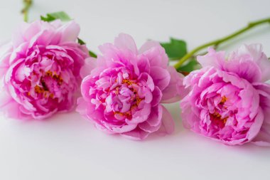 Beyaz arka planda pembe yapraklı taze şakayıkların görüntüsünü kapat