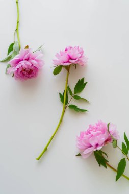 Beyaz arka planda taze pembe şakayıkların üst görüntüsü
