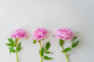 Beyaz arka planda yeşil yapraklı pembe şakayıkların üst görünümü