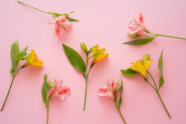 top view of fresh alstroemeria flowers on pink background clipart