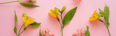 top view of alstroemeria flowers on pink background, banner clipart
