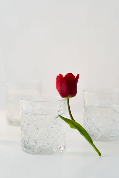 Red Tulip Glasses Pure Water Grey Blurred Background — Stock Photo, Image