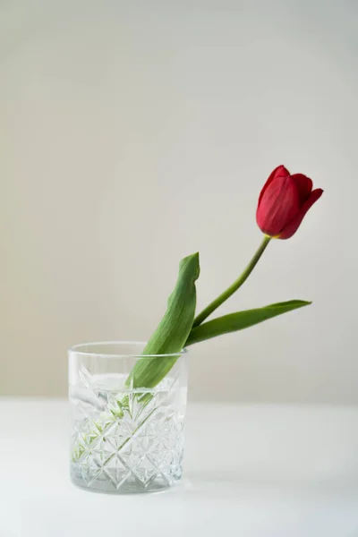灰色に隔離された白い表面に新鮮な水を持つ多面的なガラスの中の赤いチューリップ — ストック写真