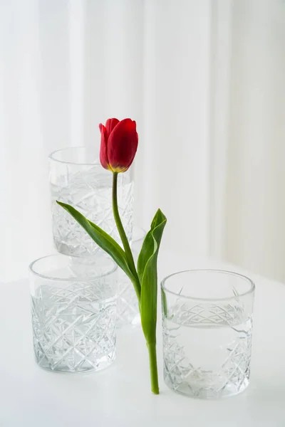 Red Tulip Green Leaves Faceted Glasses Water White Background — Stock Photo, Image