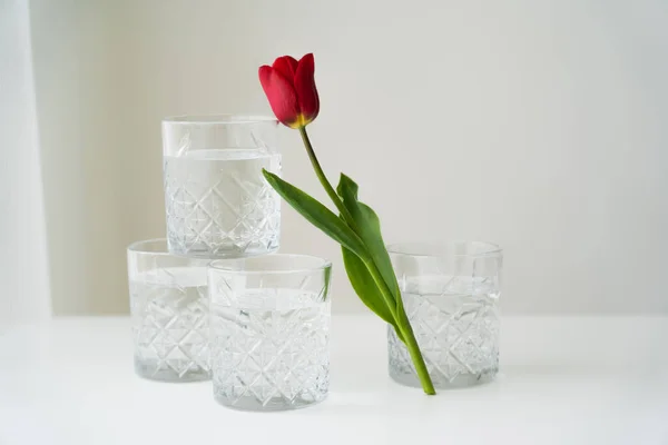 Fresh Tulip Facetted Glasses Water White Surface Grey Background — Stock Photo, Image