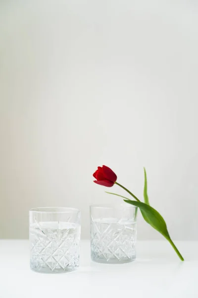 Facetted Glasses Water Red Tulip Green Leaves Isolated Grey Copy — Stock Photo, Image