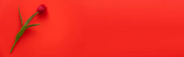 Вид Сверху Натуральный Тюльпан Зелеными Листьями Красном Фоне Копировальным Пространством — стоковое фото