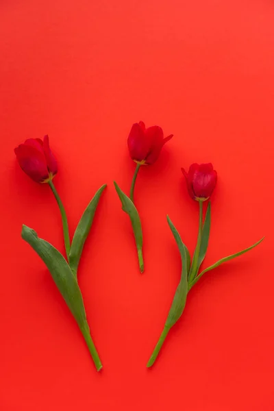 Vista Superior Três Tulipas Com Folhas Verdes Fundo Vermelho — Fotografia de Stock