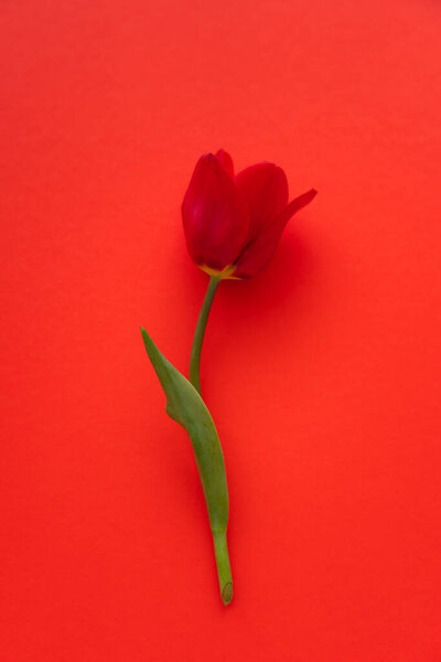 вид сверху на естественный свежий тюльпан на ярко-красном фоне