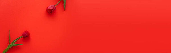 вид сверху на свежие тюльпаны с зелеными листьями на красном фоне с копировальным пространством, баннер