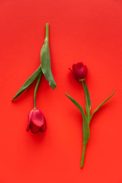 Vrchní Pohled Dva Čerstvé Tulipány Zelenými Listy Červeném Pozadí — Stock fotografie