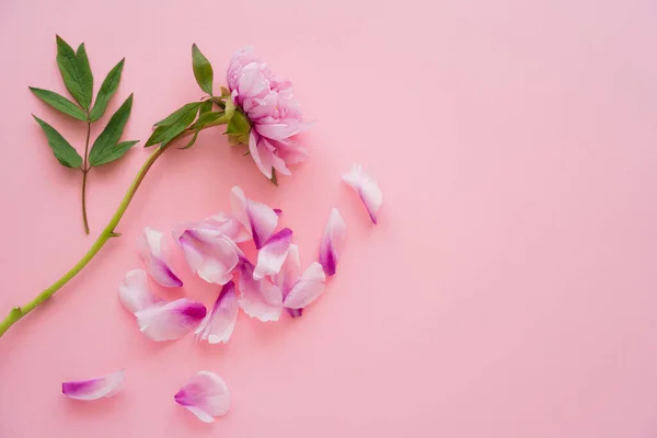 Ansicht Von Blütenblättern Und Pfingstrosen Mit Grünen Blättern Auf Rosa — Stockfoto