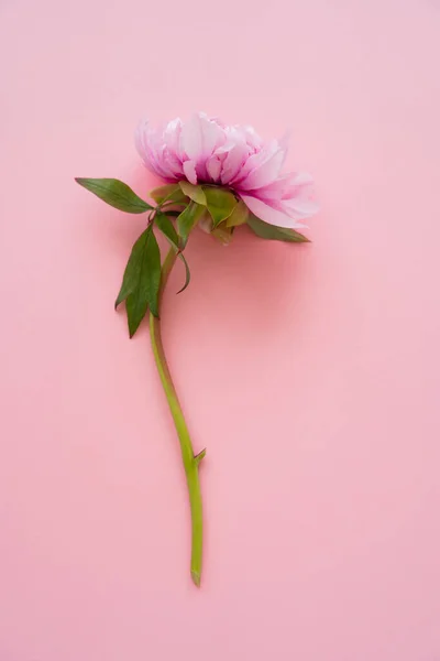 Vista Superior Flor Peônia Natural Fresco Fundo Rosa — Fotografia de Stock