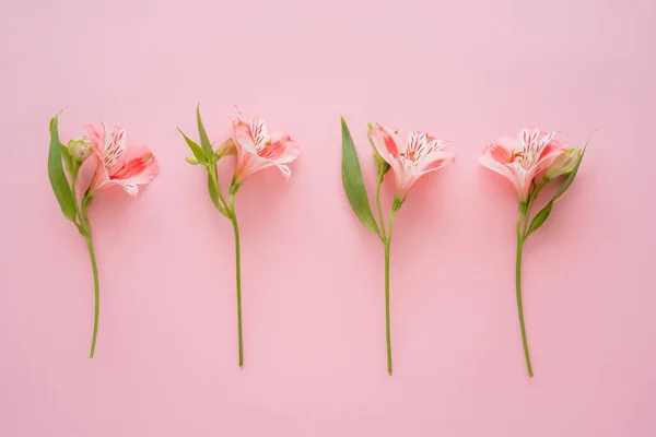 Draufsicht Auf Tropische Alstroemeria Blüten Auf Rosa Hintergrund — Stockfoto