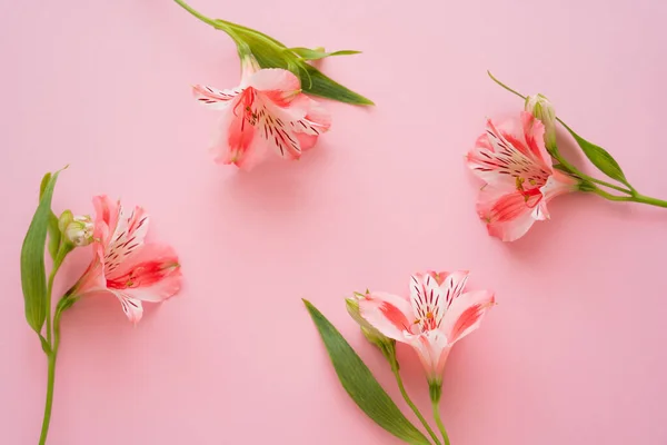 Draufsicht Auf Peruanische Lilien Auf Rosa Hintergrund — Stockfoto