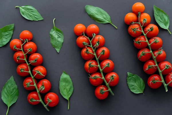 Top View Cherry Tomatoes Basil Leaves Black Background — Stock Photo, Image