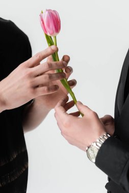 Gri renkte erkek arkadaşı olan pembe lale tutan gay manzarası 