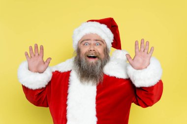 astonished plus size man in christmas costume waving hands isolated on yellow