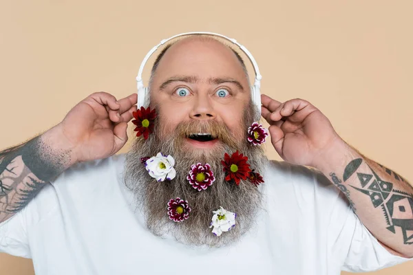 astonished and chubby man with flowers in beard listening music isolated on beige
