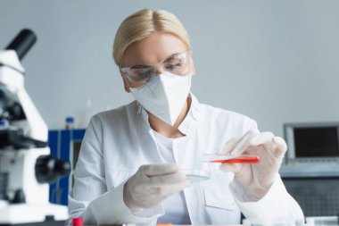 Gözlüklü ve lateks eldivenli bir bilim adamı laboratuardaki bulanık mikroskobun yanında test tüpü ve petri kabı tutuyor. 