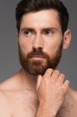 portrait of shirtless and pensive man touching beard isolated on grey
